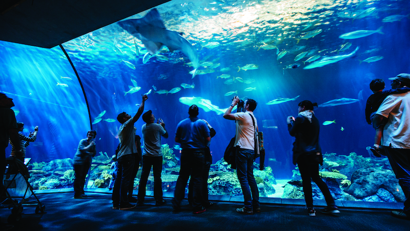 Visitantes no Shedd Aquarium em Chicago