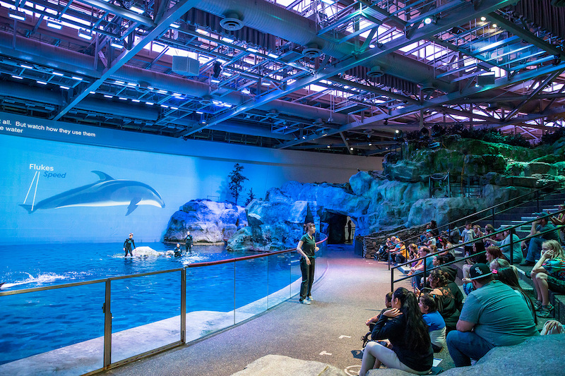 Show no Shedd Aquarium em Chicago