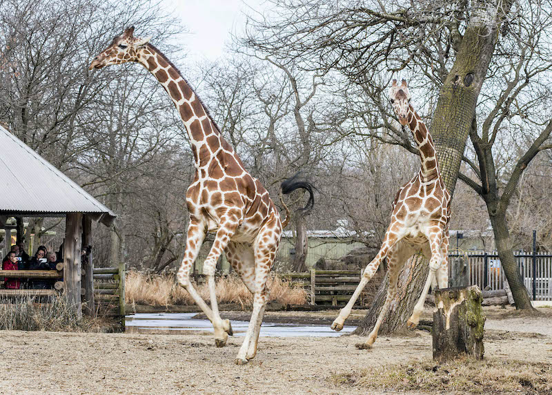 Girafas no Zoológico Brookfield perto de Chicago