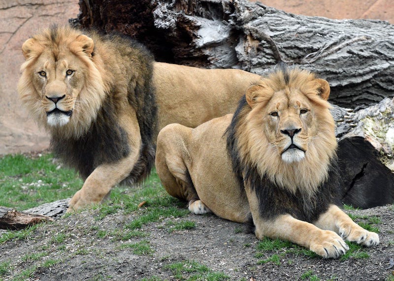 Leões no Zoológico Brookfield perto de Chicago