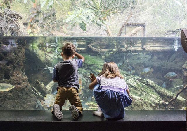 Crianças observando peixes no Shedd Aquarium em Chicago